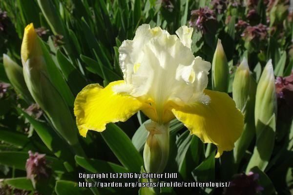 Photo of Standard Dwarf Bearded Iris (Iris 'Baby Tears') uploaded by critterologist