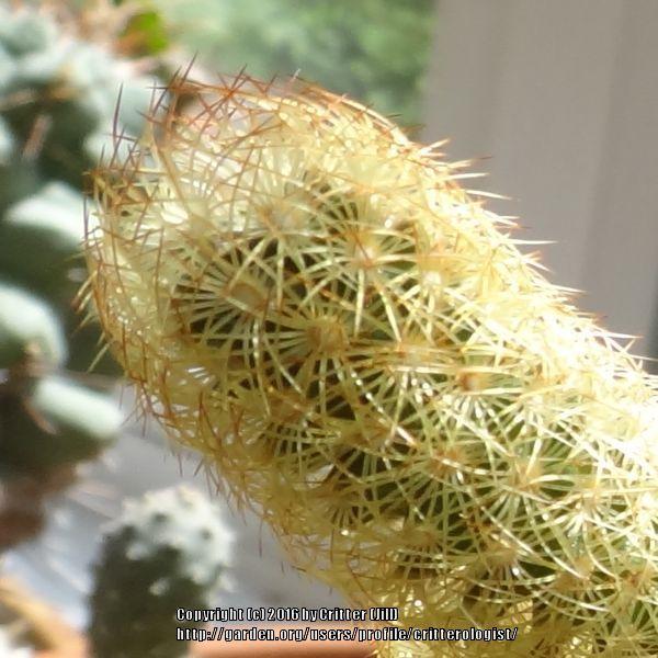 Photo of Ladyfinger Cactus (Mammillaria elongata) uploaded by critterologist