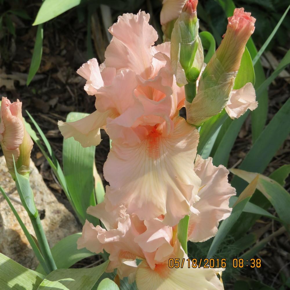 Photo of Tall Bearded Iris (Iris 'Beverly Sills') uploaded by ruthschlegel