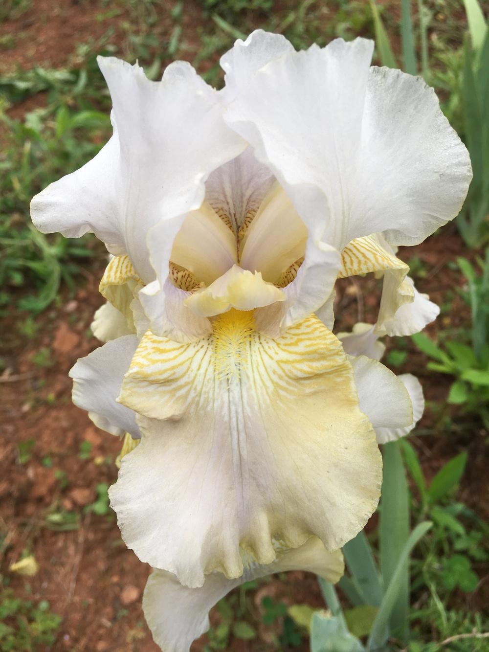 Photo of Tall Bearded Iris (Iris 'Grand Array') uploaded by Misawa77