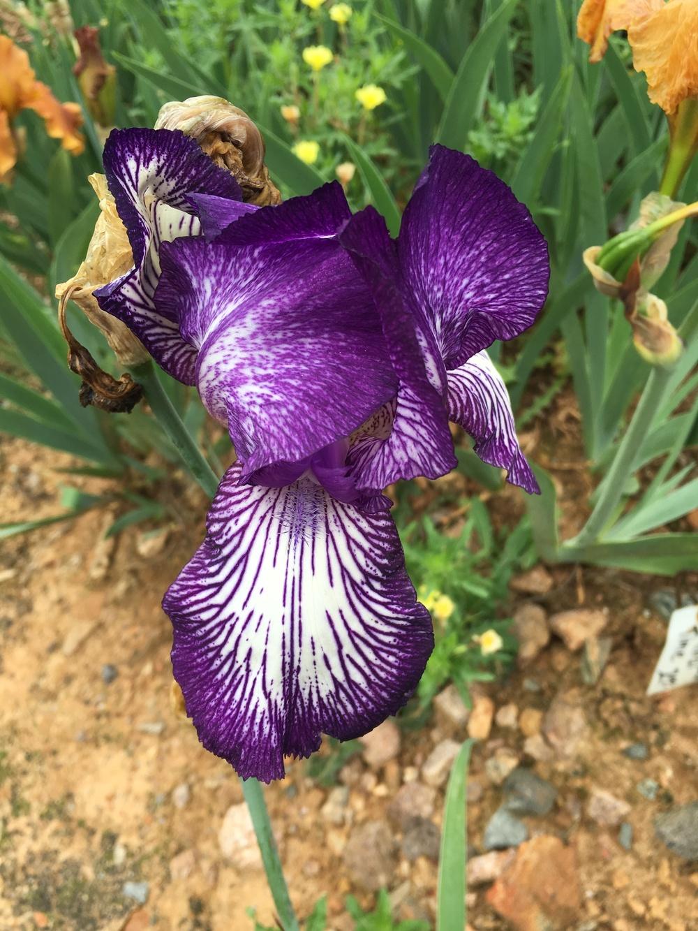 Photo of Tall Bearded Iris (Iris 'Circus Stripes') uploaded by Misawa77