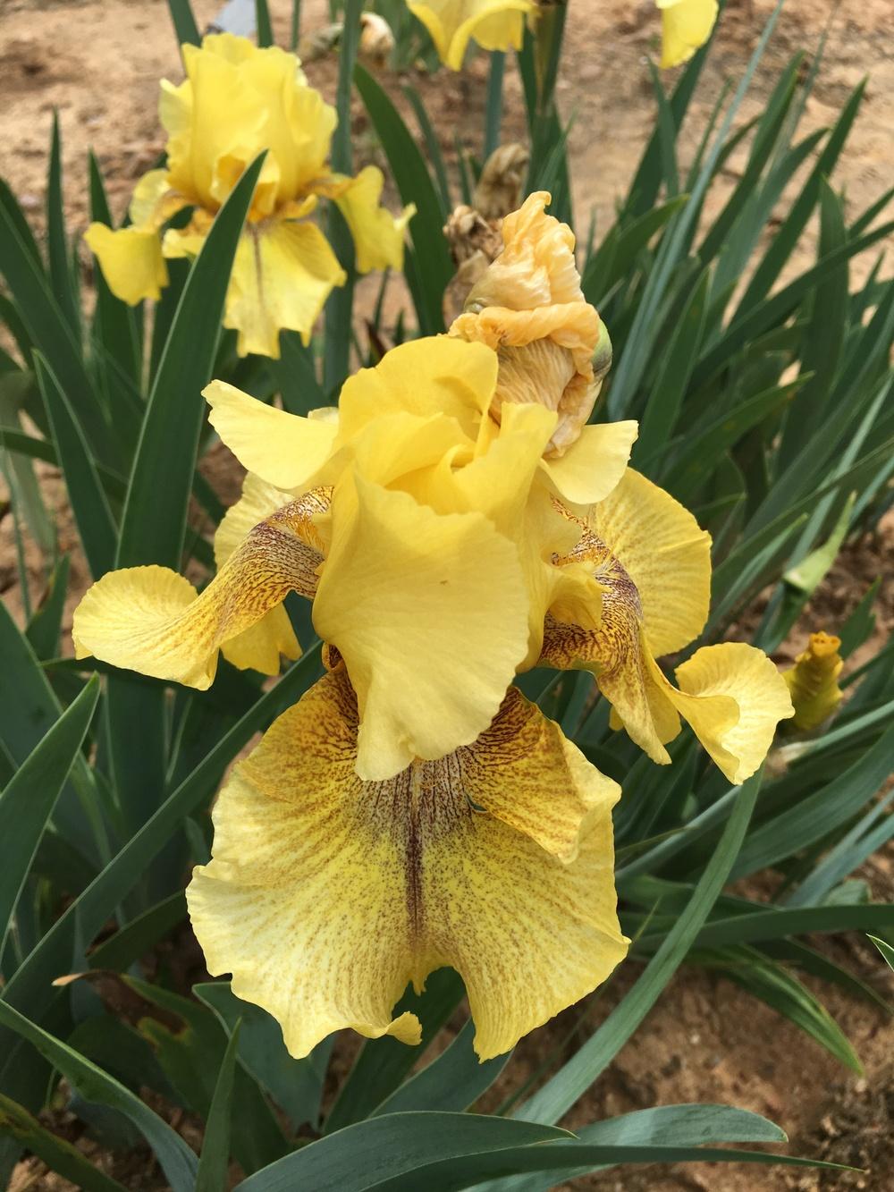 Photo of Tall Bearded Iris (Iris 'Desert Echo') uploaded by Misawa77