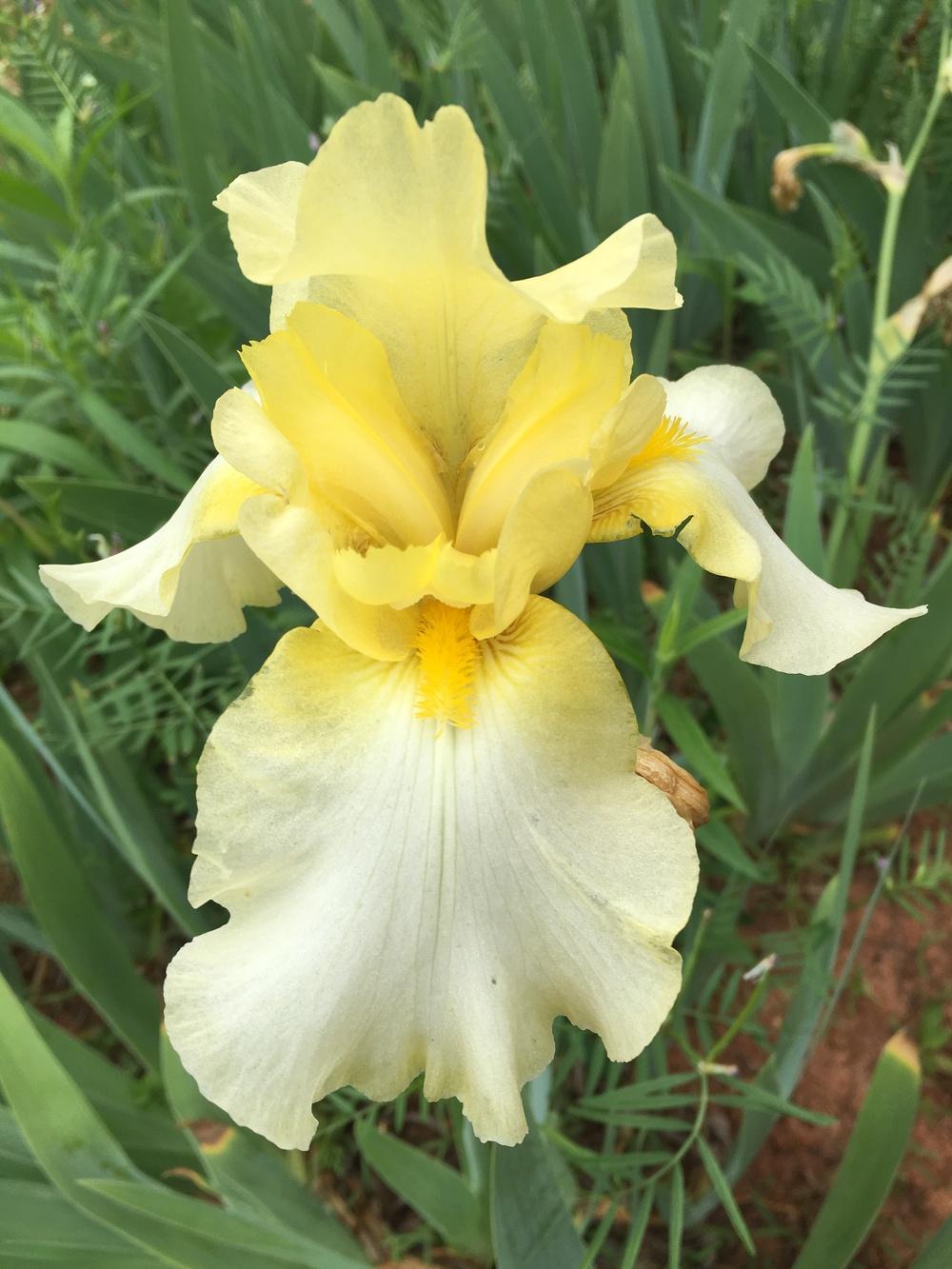 Photo of Tall Bearded Iris (Iris 'Luscious Lemon') uploaded by Misawa77