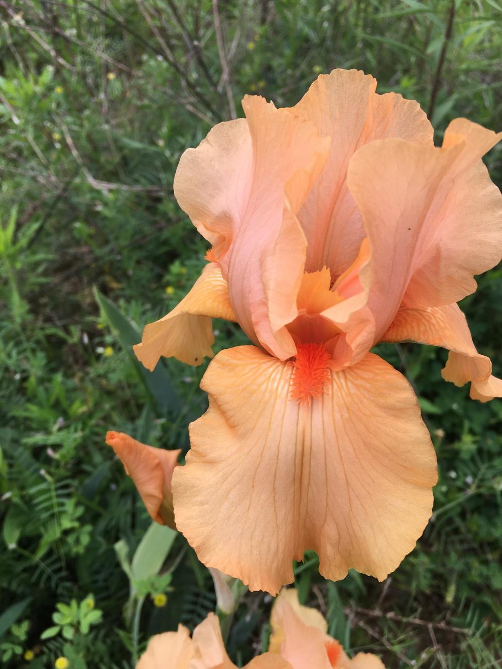 Photo of Tall Bearded Iris (Iris 'Rip Snorter') uploaded by Misawa77