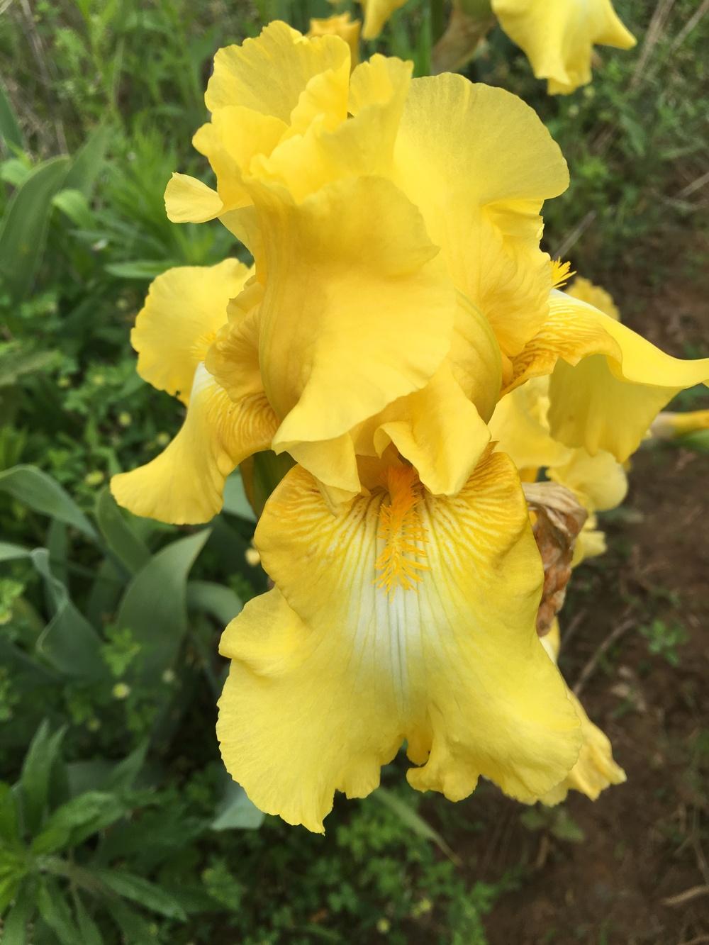 Photo of Tall Bearded Iris (Iris 'Soft Moonbeam') uploaded by Misawa77