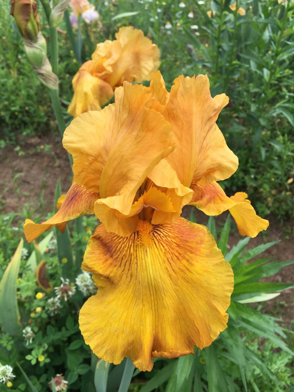 Photo of Tall Bearded Iris (Iris 'Fancy Brass') uploaded by Misawa77