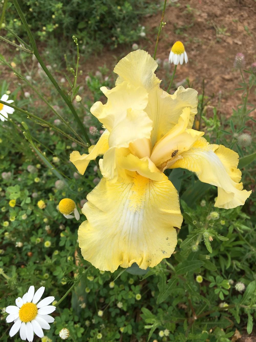 Photo of Tall Bearded Iris (Iris 'Lemon Brocade') uploaded by Misawa77