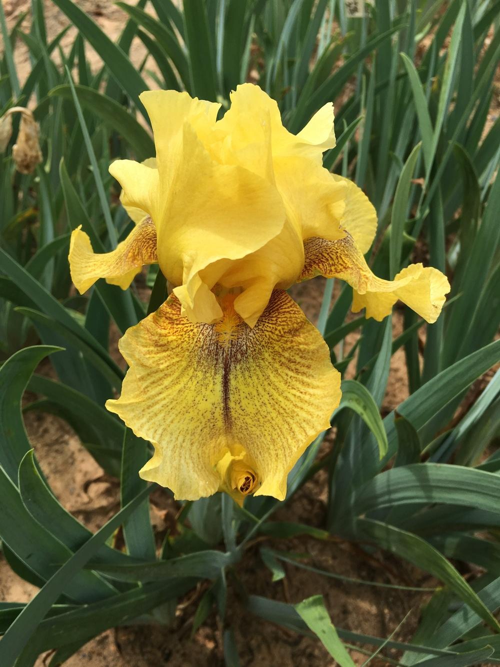 Photo of Tall Bearded Iris (Iris 'Desert Echo') uploaded by Misawa77