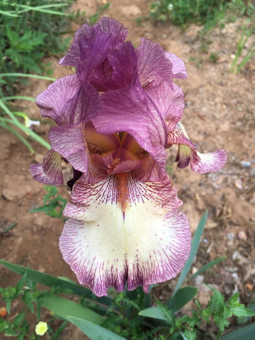 Photo of Tall Bearded Iris (Iris 'Raspberry Fancy') uploaded by Misawa77