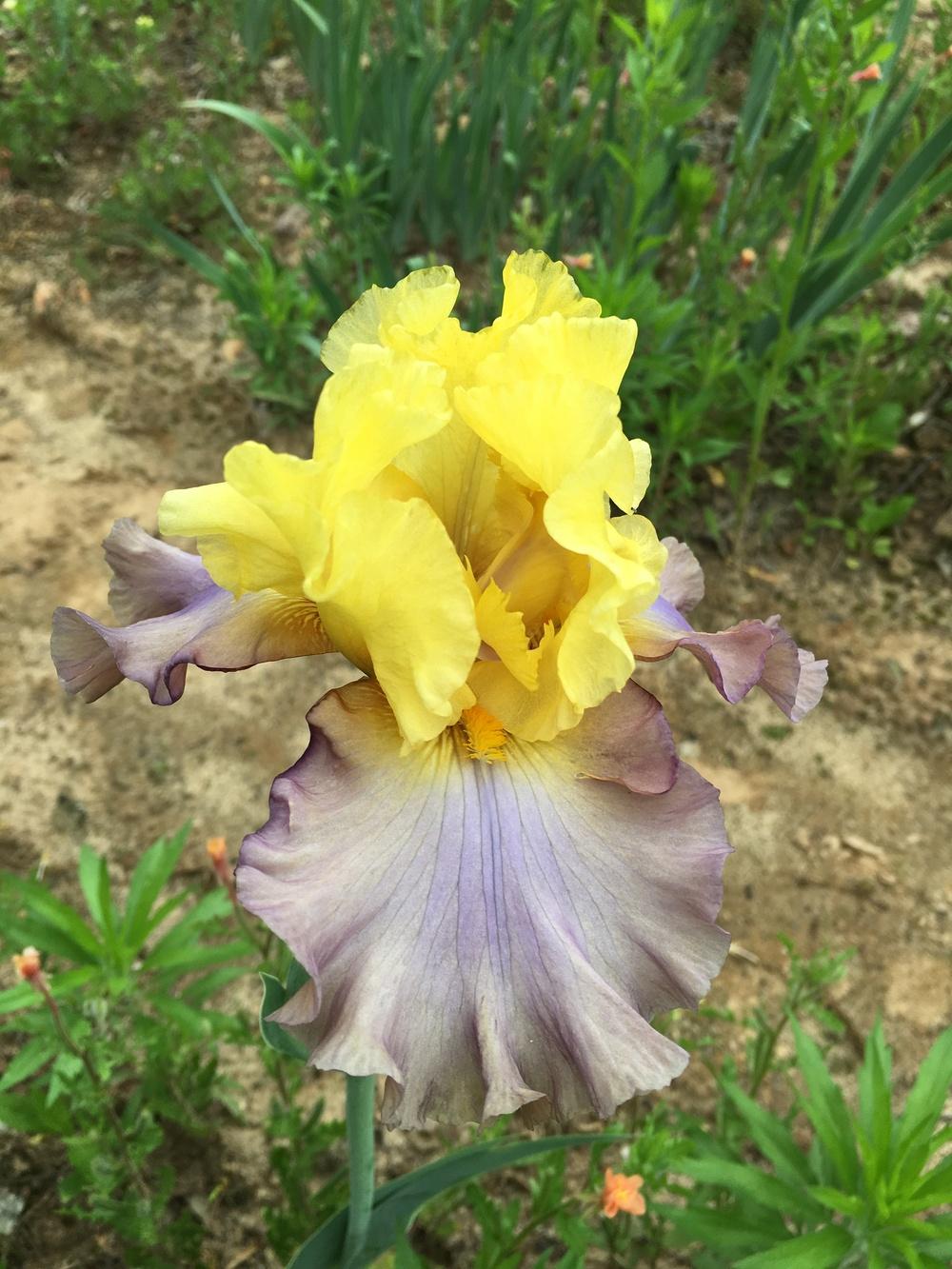 Photo of Tall Bearded Iris (Iris 'Grand Metallic') uploaded by Misawa77