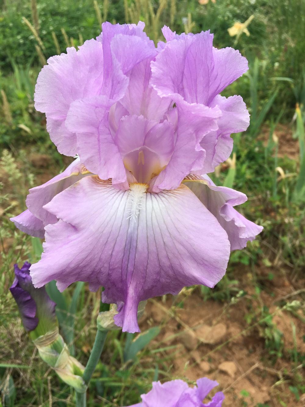 Photo of Tall Bearded Iris (Iris 'Warm Laughter') uploaded by Misawa77