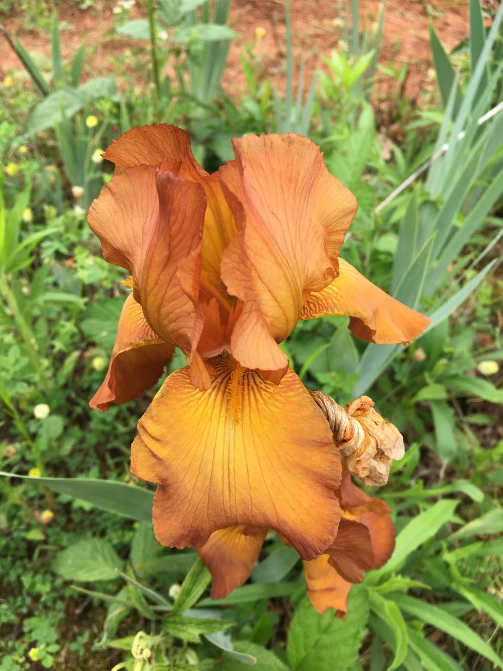 Photo of Tall Bearded Iris (Iris 'Velvet Shadows') uploaded by Misawa77