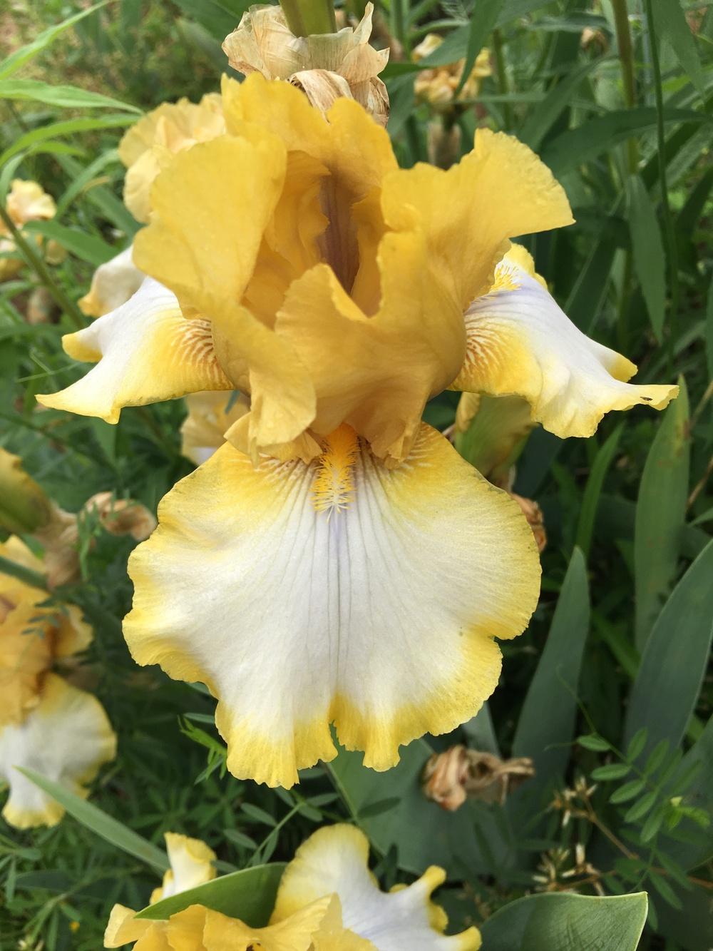 Photo of Tall Bearded Iris (Iris 'Old Time Religion') uploaded by Misawa77