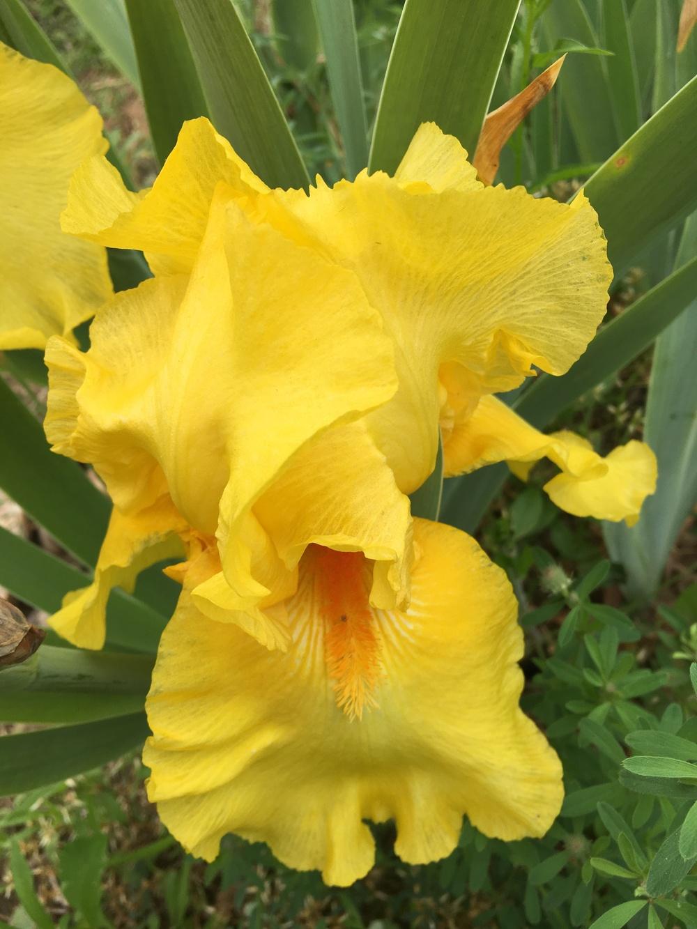 Photo of Tall Bearded Iris (Iris 'Cote d'Or') uploaded by Misawa77