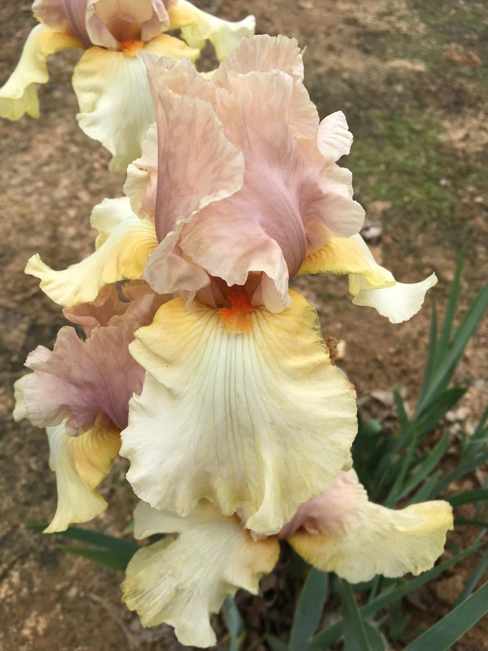 Photo of Tall Bearded Iris (Iris 'After the Dawn') uploaded by Misawa77