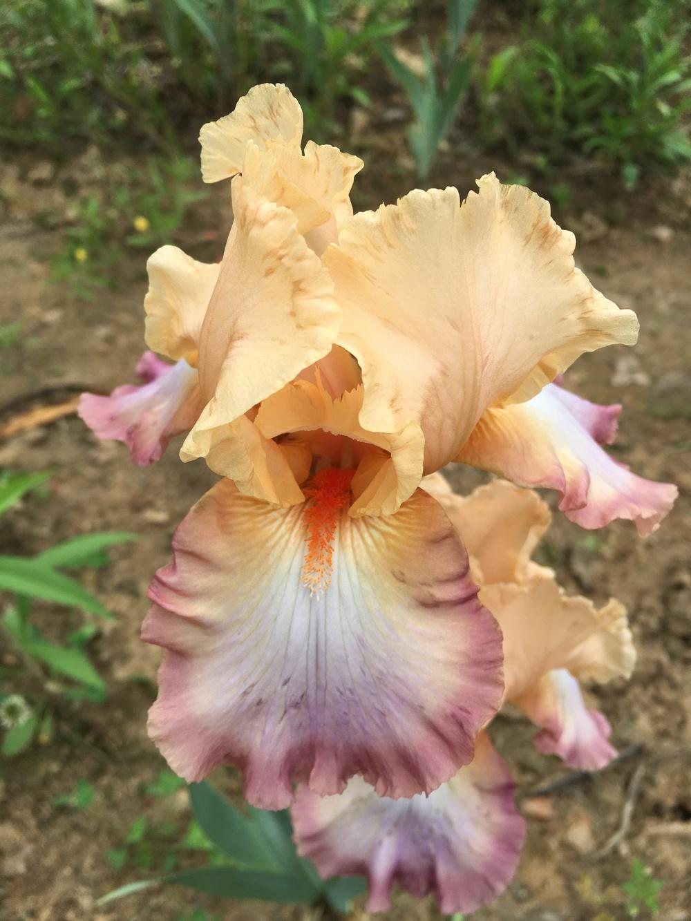 Photo of Tall Bearded Iris (Iris 'Peach Picotee') uploaded by Misawa77