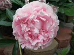 Thumb of 2016-05-20/Oldgardenrose/df35d0