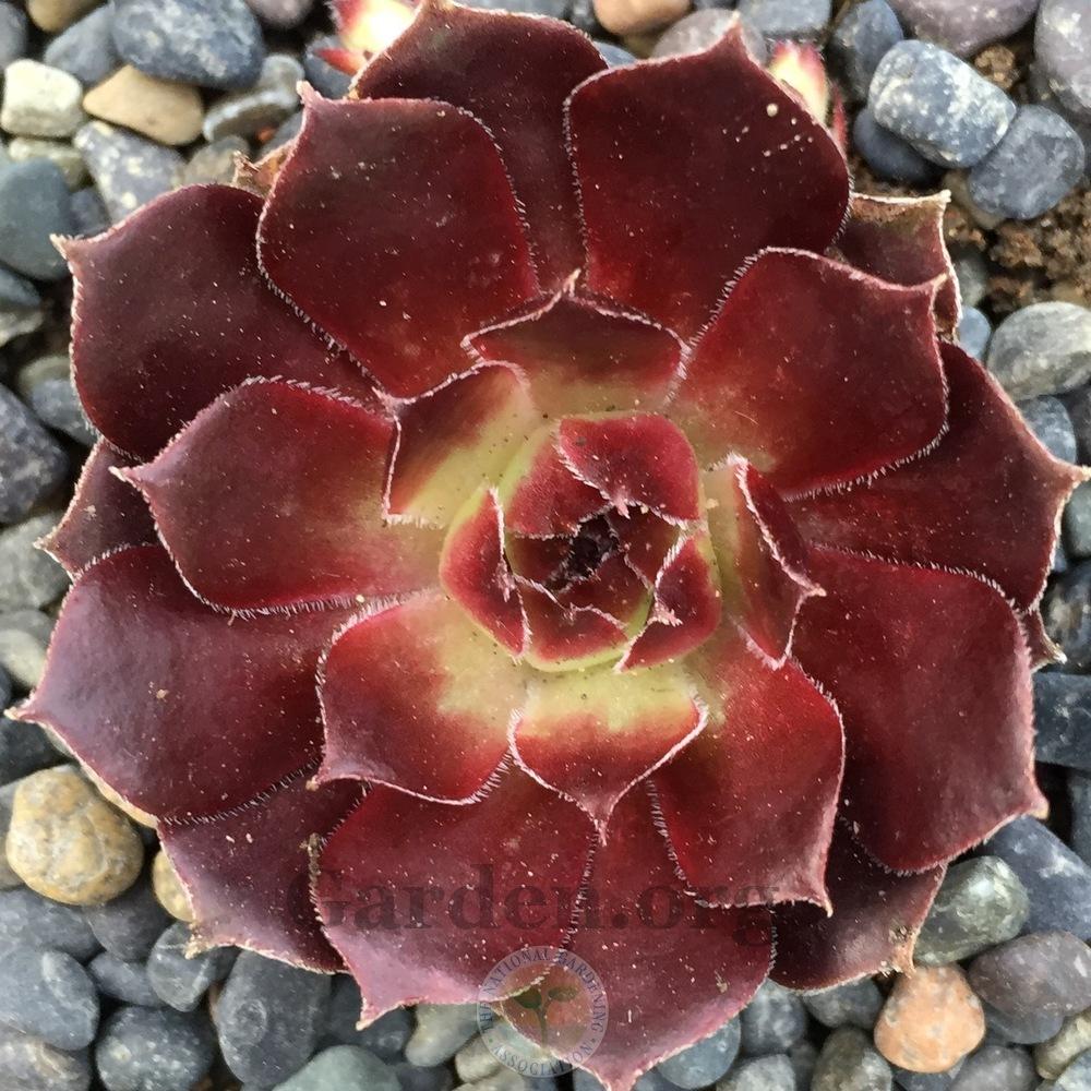 Photo of Hen and Chicks (Sempervivum 'Pacific Fancy') uploaded by Patty