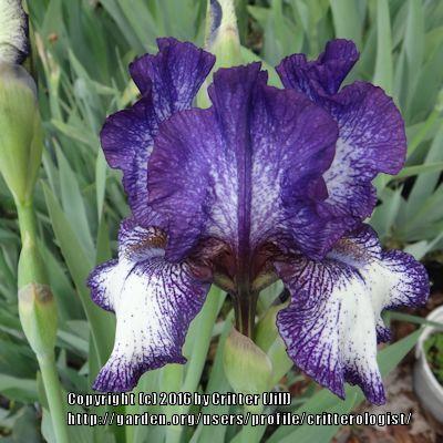 Photo of Intermediate Bearded Iris (Iris 'Carriwitched') uploaded by critterologist