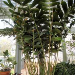 Location: Reynolda Gardens greenhouse, Winston-Salem NC
Date: 2016-05-20
Big specimen is one of the anchoring plants in their collection, 