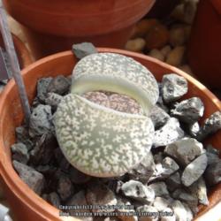 Location: Reynolda Gardens greenhouse, Winston-Salem NC
Date: 2015-04-03
They have a small collection of these unique plants, all in 1 1/2
