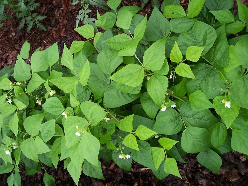 Photo of Common Bean (Phaseolus vulgaris 'Bronco') uploaded by farmerdill