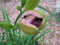 Thumb of 2016-05-20/gardenglory/27c32c