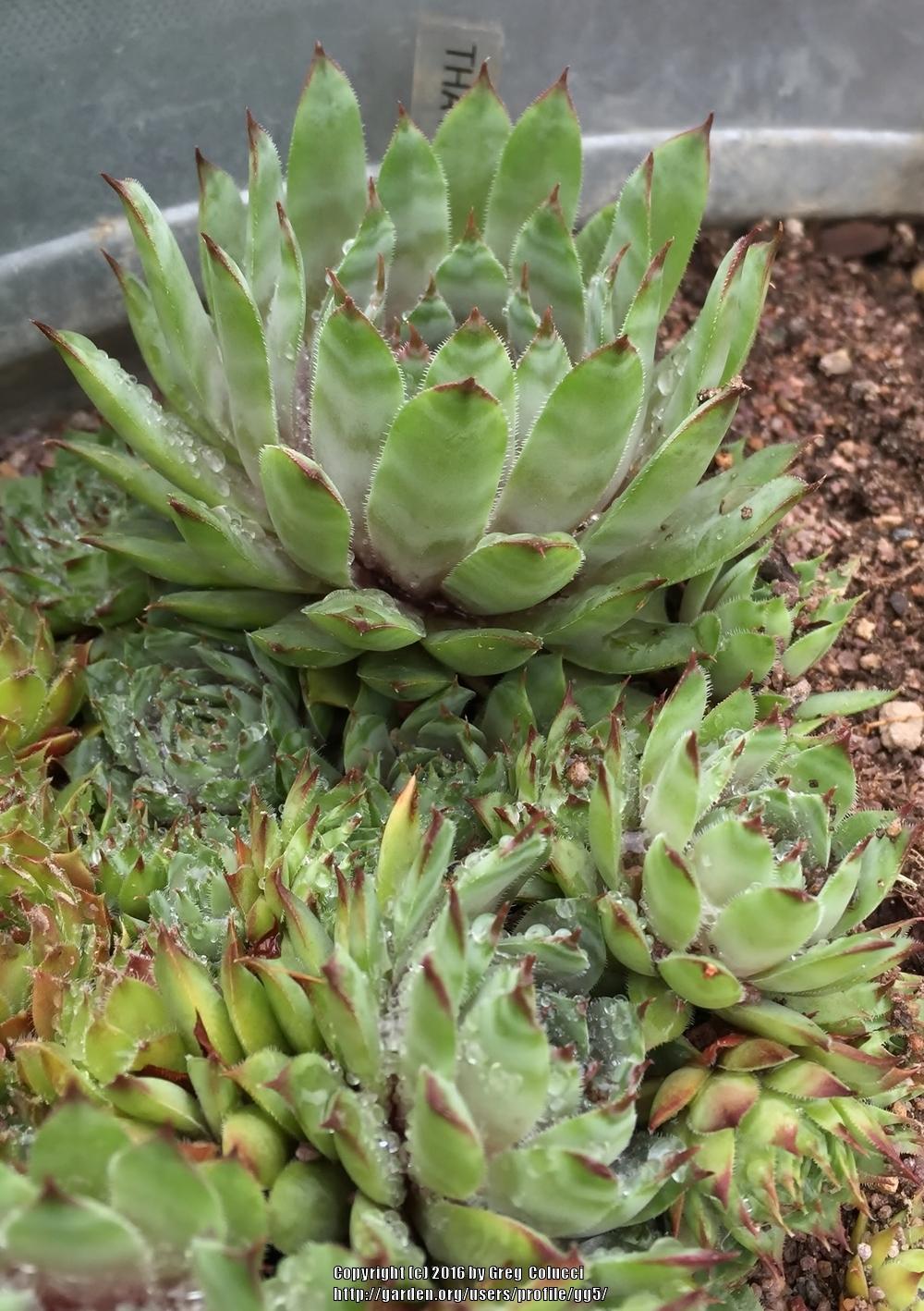 Photo of Hen and Chicks (Sempervivum 'Thayne') uploaded by gg5