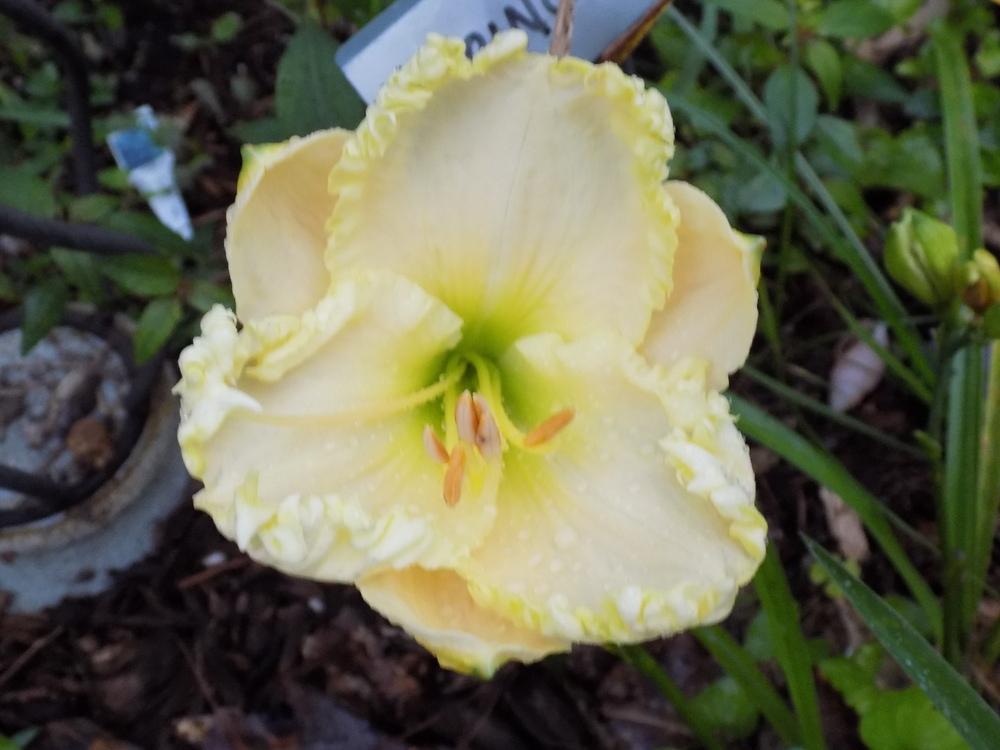 Photo of Daylily (Hemerocallis 'Fringy') uploaded by value4dollars