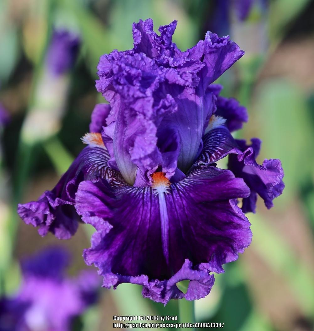 Photo of the bloom of Tall Bearded Iris (Iris 'All the Talk') posted by