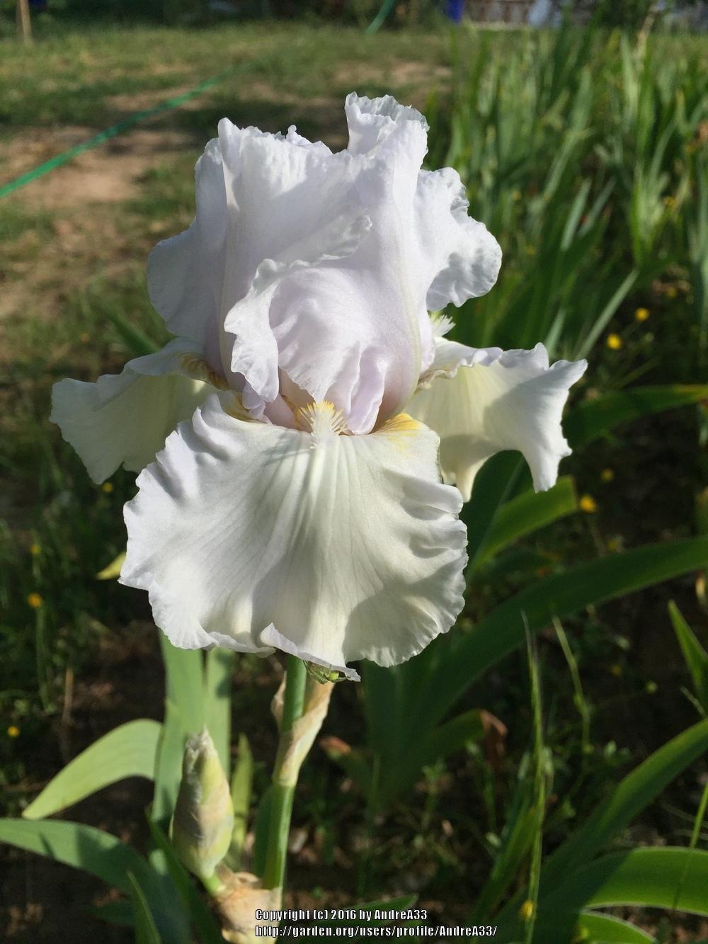 Photo of Tall Bearded Iris (Iris 'Kuniko') uploaded by AndreA33