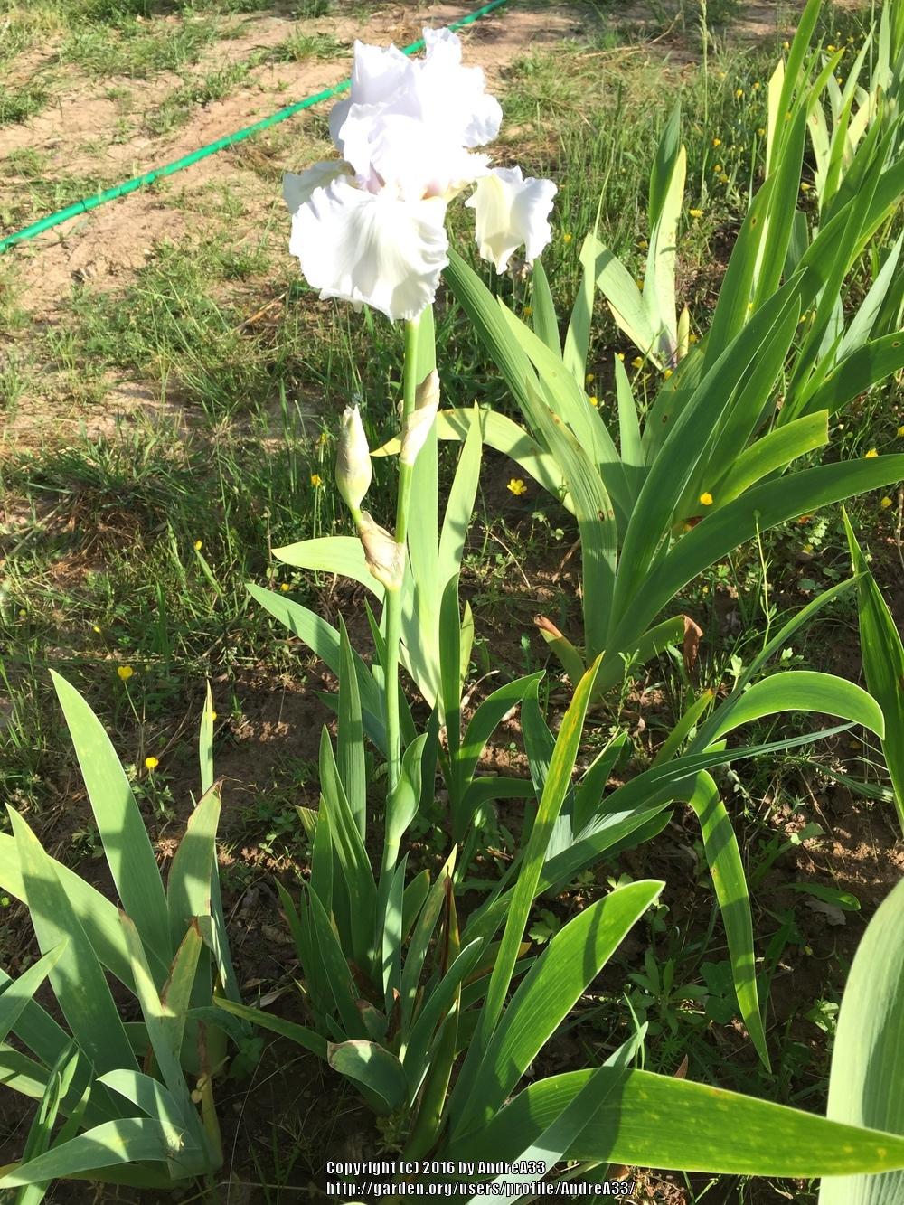 Photo of Tall Bearded Iris (Iris 'Kuniko') uploaded by AndreA33