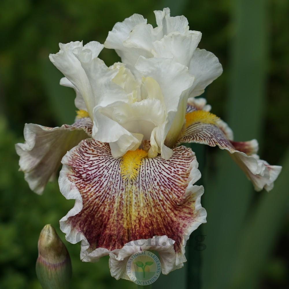 Photo of Tall Bearded Iris (Iris 'Wonders Never Cease') uploaded by Patty