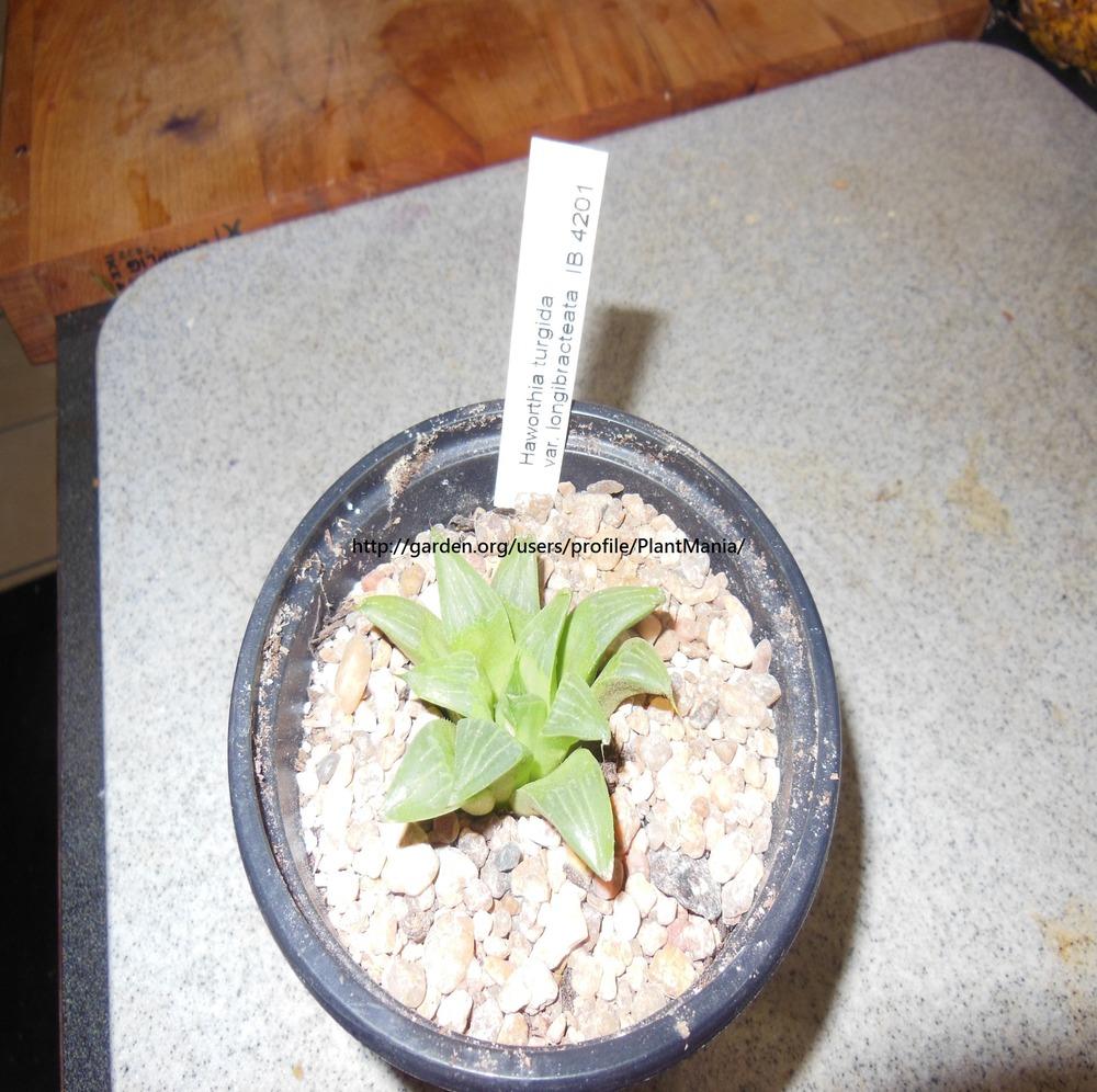 Photo of Haworthia turgida var. longibracteata uploaded by PlantMania