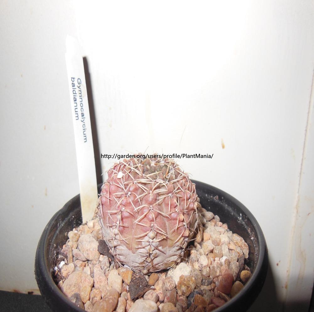 Photo of Dwarf Chin Cactus (Gymnocalycium baldianum) uploaded by PlantMania