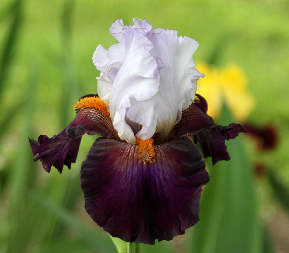 Photo of Tall Bearded Iris (Iris 'Connection') uploaded by Snork