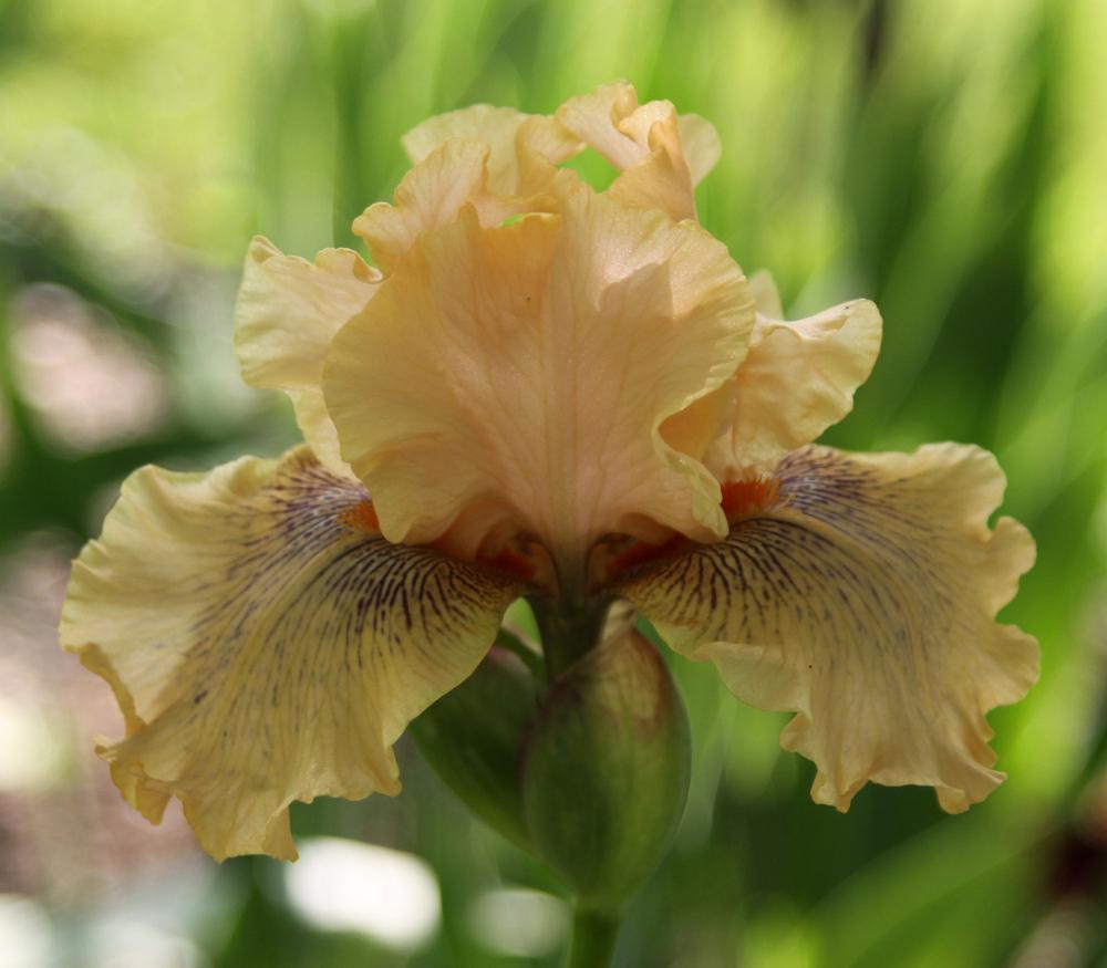 Photo of Tall Bearded Iris (Iris 'Sultry Lady') uploaded by Snork