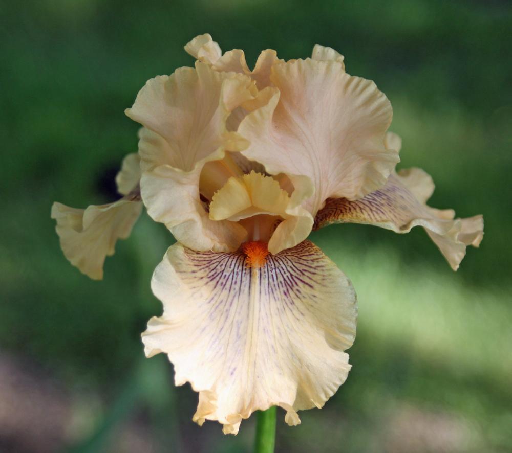 Photo of Tall Bearded Iris (Iris 'Sultry Lady') uploaded by Snork