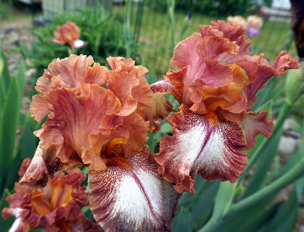 Photo of Border Bearded Iris (Iris 'Chickasaw Sue') uploaded by TiaLee