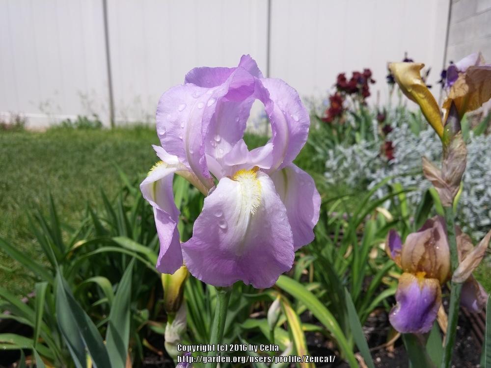 Photo of Tall Bearded Iris (Iris 'Graziella') uploaded by Zencat