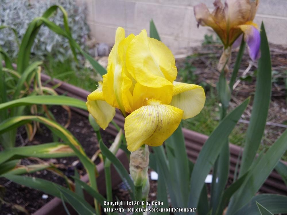 Photo of Tall Bearded Iris (Iris 'Coronation') uploaded by Zencat