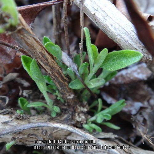 Photo of Blackcurrant Sage (Salvia microphylla) uploaded by critterologist