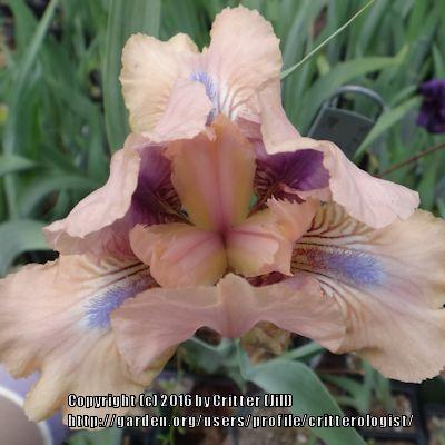 Photo of Standard Dwarf Bearded Iris (Iris 'Chanted') uploaded by critterologist
