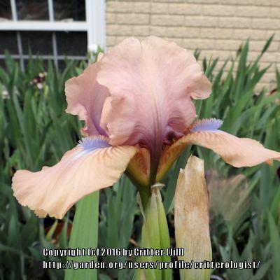 Photo of Standard Dwarf Bearded Iris (Iris 'Chanted') uploaded by critterologist
