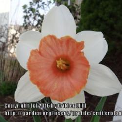 Location: my garden in Frederick MD
Date: 2014-04-22