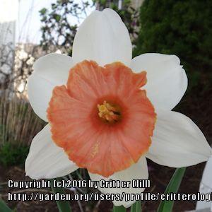 Photo of Large-cupped Daffodil (Narcissus 'Chromacolor') uploaded by critterologist