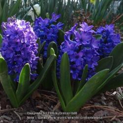 Location: my garden in Frederick MD
Date: 2014-04-20
deep blue-violet is hard to photograph... color is closest to the
