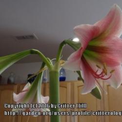 Location: my home (indoors)
Date: 2014-03-25
note the unusual trumpet-shaped blooms