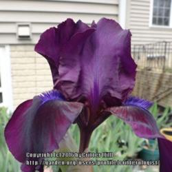 Location: my garden in Frederick MD
Date: 2014-05-05
velvety deep color sets off that electric blue beard!