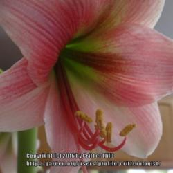 Location: my home (indoors)
Date: 2014-03-25
looking into the face of this trumpet-shaped bloom